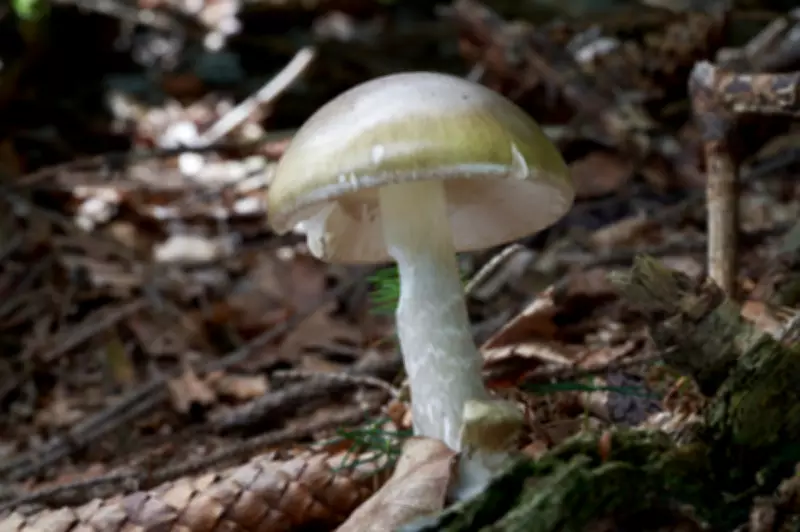 Death Cap Mushroom Outbreak Claims Four Lives in California
