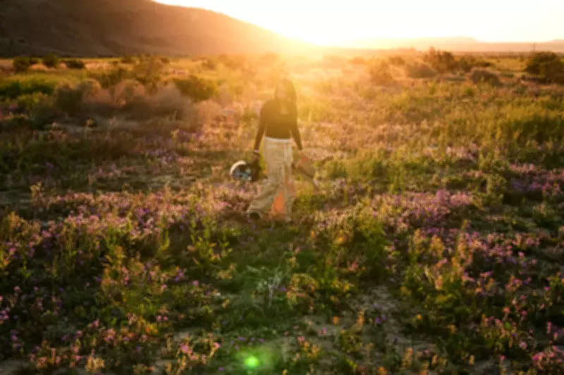 Death Valley's Rare Wildflower Eruption Nears Superbloom Status After Record Rain
