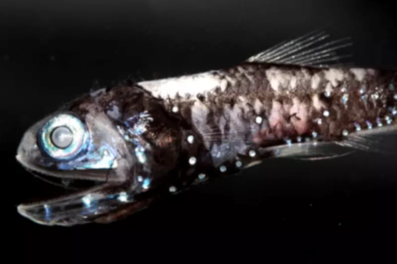 Deep-Sea Fish Hybrid Vision Cells Challenge Vertebrate Eye Theory