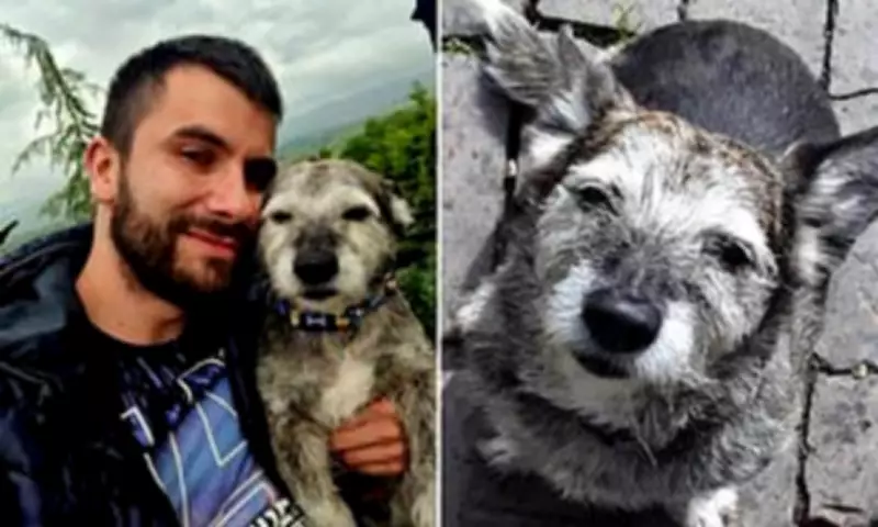 Derby Man's Heartbreak as Elderly Terrier Mauled to Death by Suspected XL Bullies