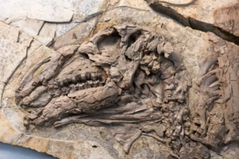 Dinosaur Skin Fossil Discovery Offers Unprecedented Cellular-Level Insight