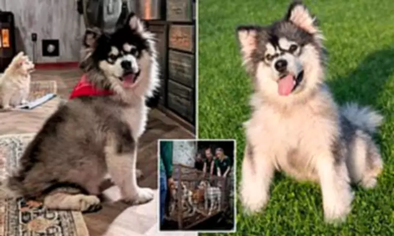 Disabled Malamute Survives Chinese Meat Trade, Thrives in US Rescue