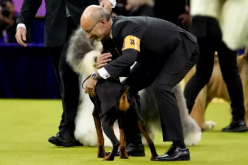 Doberman Pinscher Penny Claims Best in Show at Historic 150th Westminster Dog Show