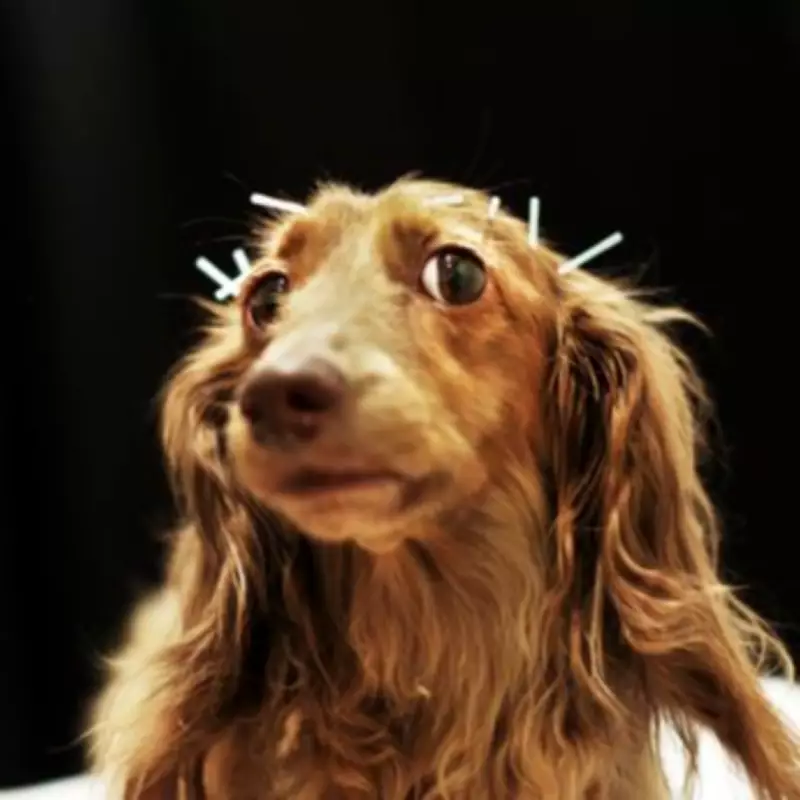 Dog Experts Warn Against Viral 'Bark at Your Dog' TikTok Trend