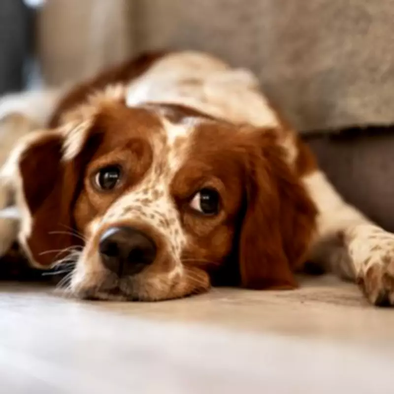 Dog Owner's £220 Vet Bill Reveals Surprising 'Extremely Dramatic' Diagnosis