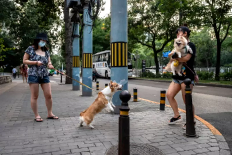 Dog Ownership Divide: 96% Claim Responsibility vs 86% Witnessing Issues