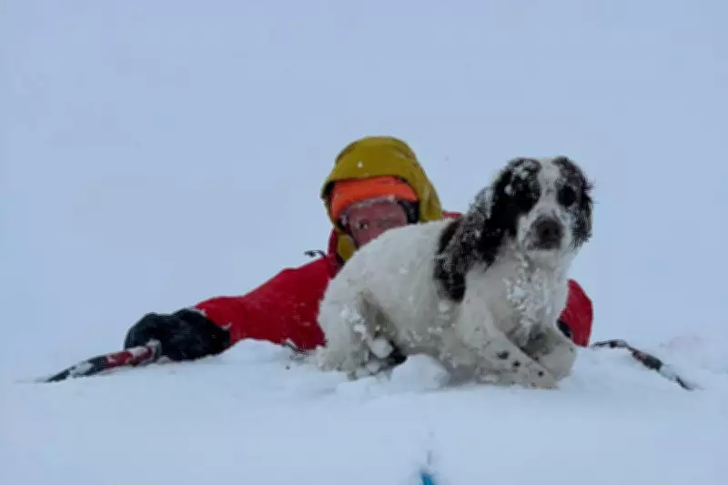 Dog Rescued After Night Stranded on Icy Highland Mountain Summit