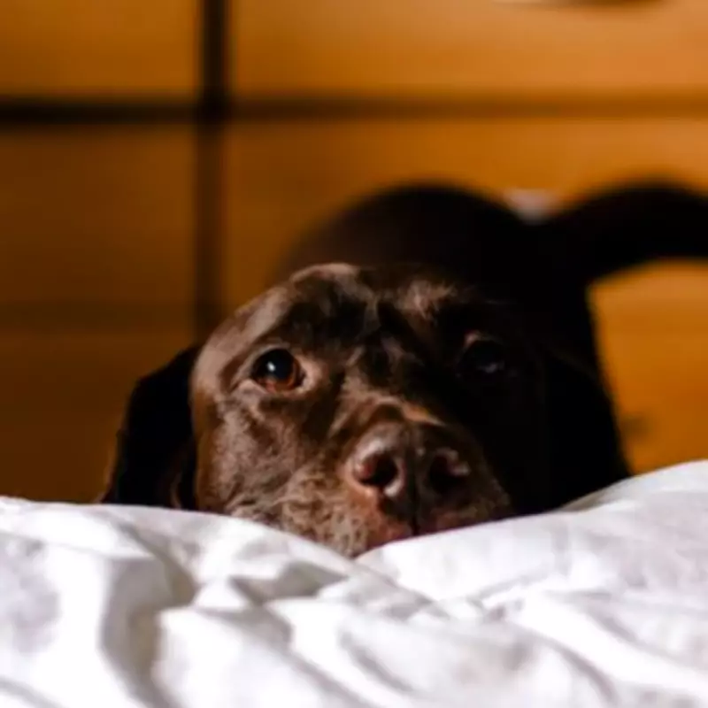 Dog Trainer's 'Rules' on Pets on Furniture: A Definitive Guide