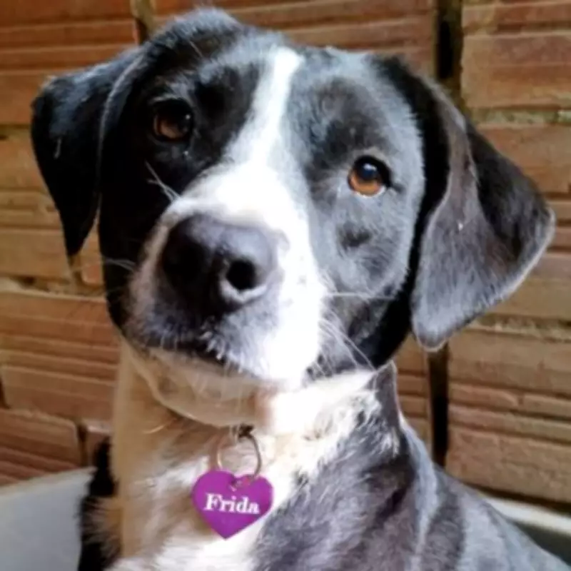 Dog Waits Three Years in Kennels, Overlooked Due to 'Unlovable Face'