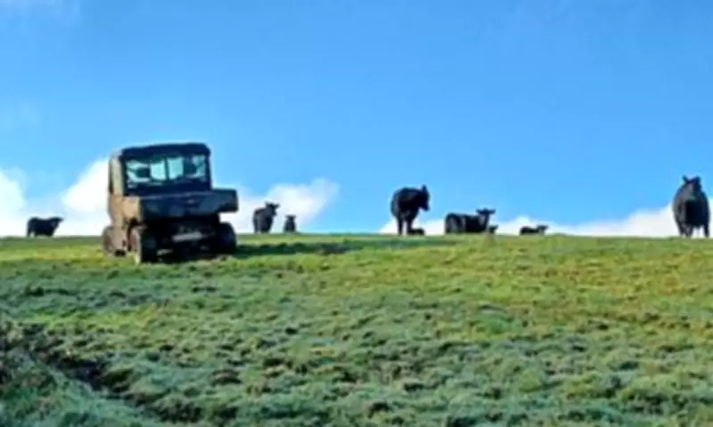 Dog Walker Rescued from Tree After Angry Cow Chase on Isle of Wight