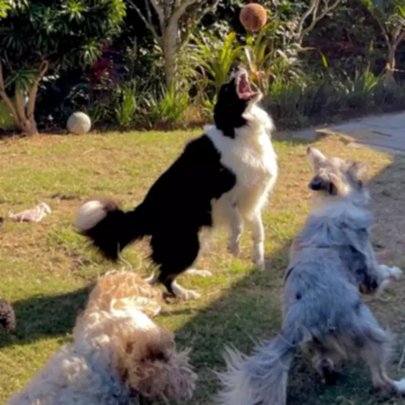 Doggy Daycare Worker's Brutally Honest Breed List Sparks Debate