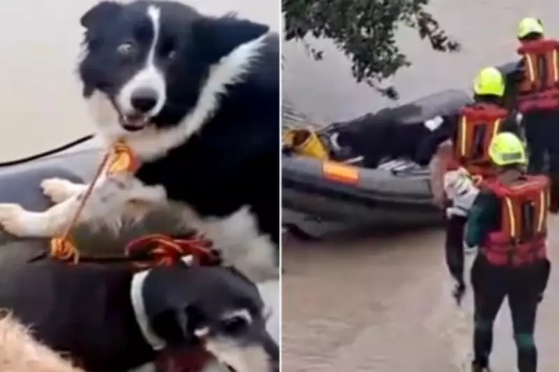 Dogs and Cats Rescued by Lifeboat During Devastating Spanish Floods