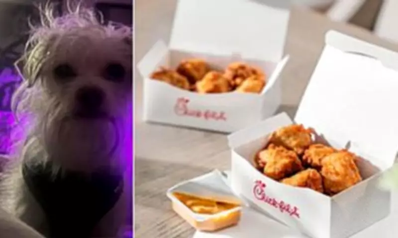 Dog's Chick-fil-A Nugget Addiction Sparks Owner's Regret and Vet Warnings