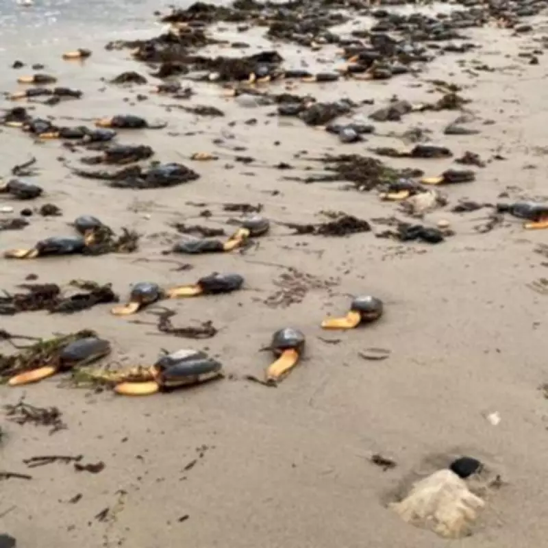 Dorset Beach Transforms into Stranger Things Scene as Mysterious Clams Wash Ashore