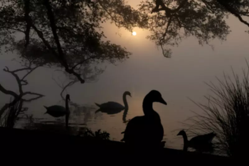 Dozens of Dead Swans Found in London Docklands Spark Bird Flu Outbreak Fears