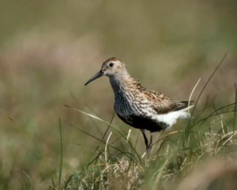 Drone Survey Reveals Breeding Success for Endangered Dunlins in Cumbrian Pennines