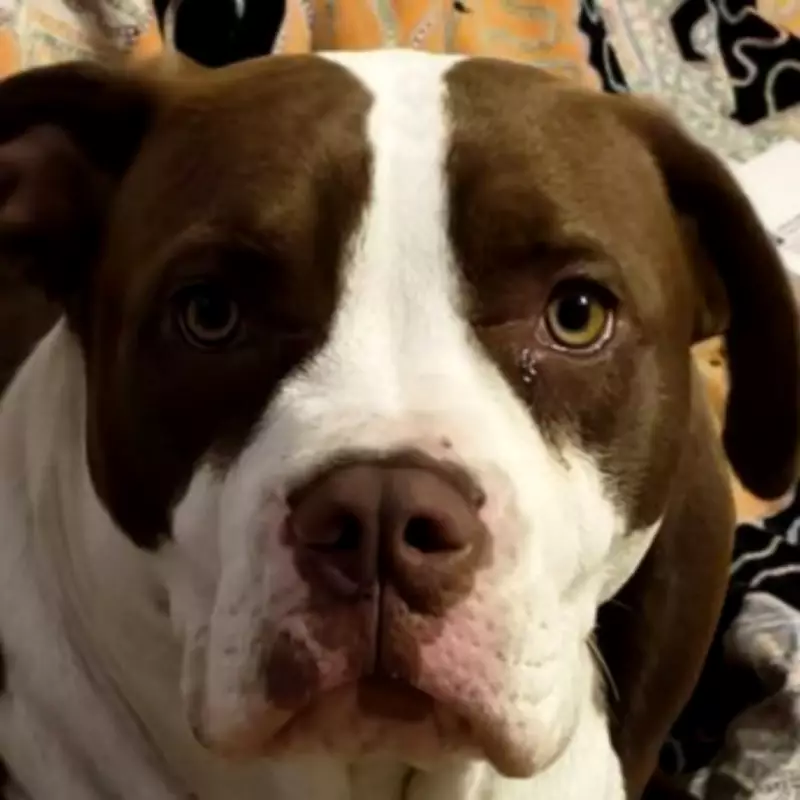 Edinburgh Dog Owner's Desperate Plea After Pet 'Snatched' Outside Lidl