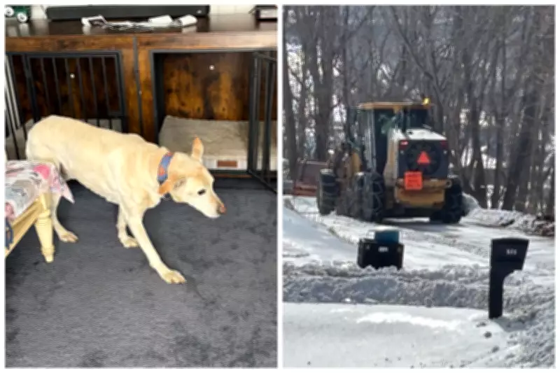 Elderly Dog Survives Icy Cliff Fall in Virginia After Dramatic Rescue Mission