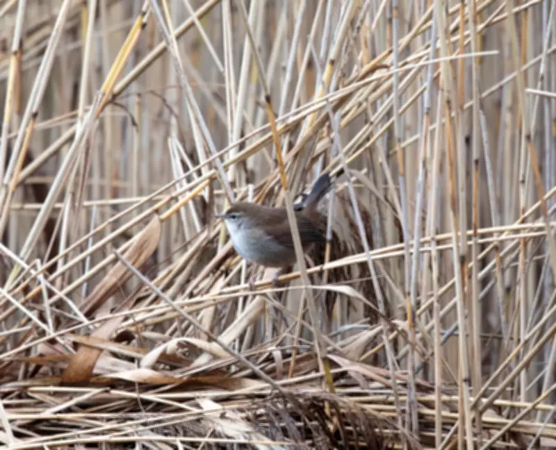 Elusive Cetti's Warbler Revealed at Walthamstow Wetlands Reserve