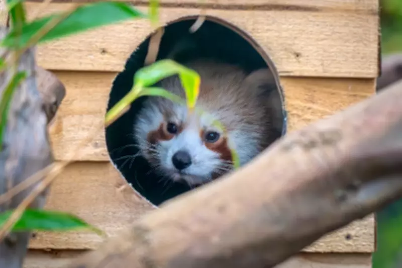 Endangered Red Panda Cub Asha Takes First Outdoor Steps After Hand-Rearing