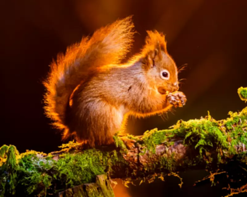 England's Red Squirrel Population Faces Decimation Amid Conservation Crisis