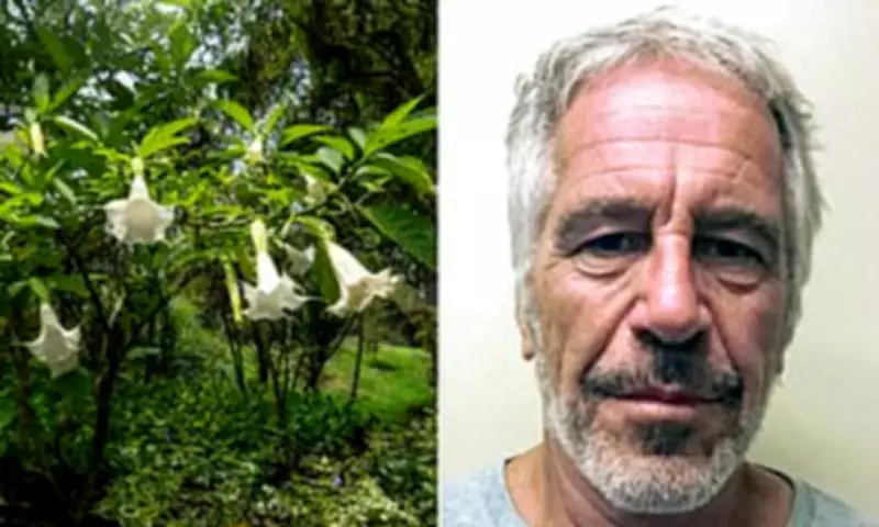 Epstein Emails Reveal Interest in 'Devil's Breath' Plant That Eliminates Free Will