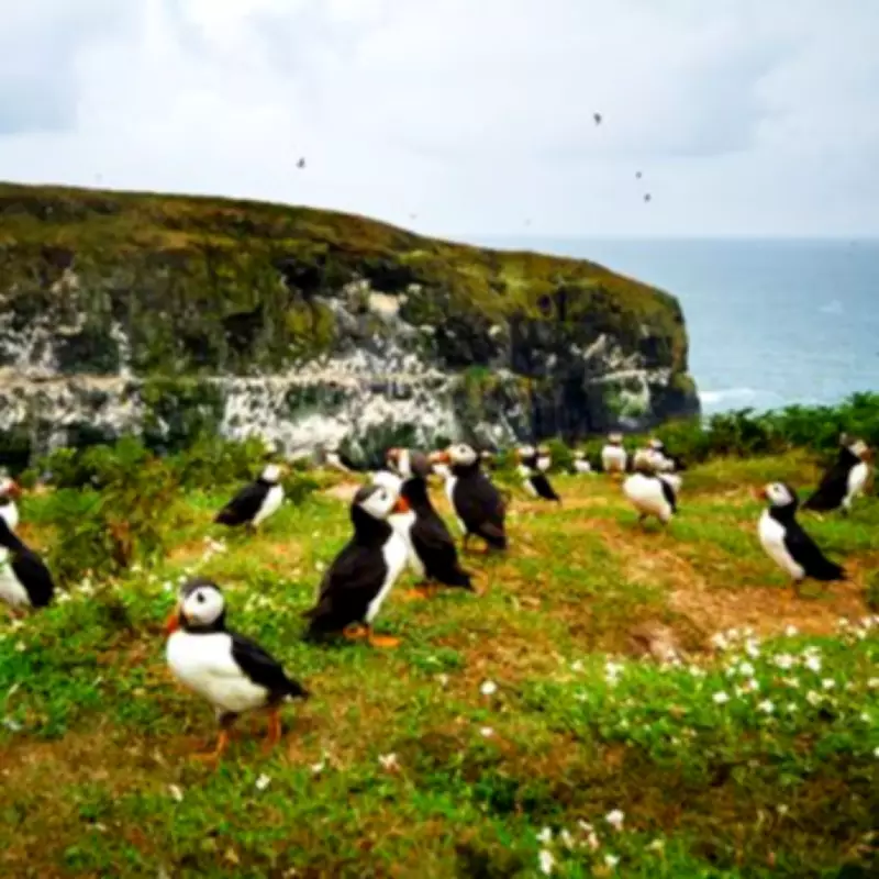 Escape to Skomer Island: Free Accommodation for Puffin Counters