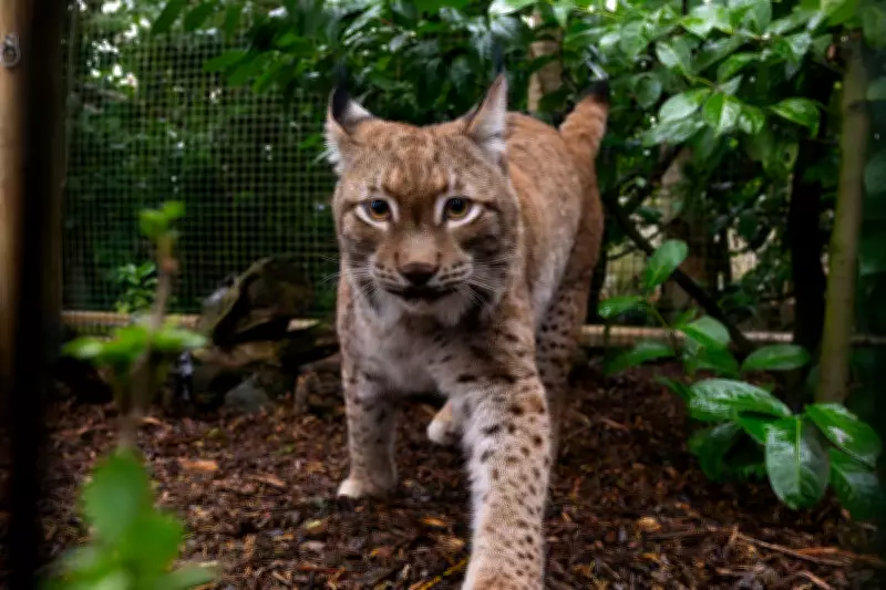 Eurasian Lynx Finds Sanctuary in Kent After Dramatic Rescue from Ukraine War Zone