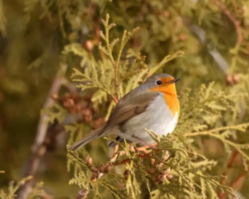European Robin's Unprecedented Arrival in Montreal Stuns Birdwatchers