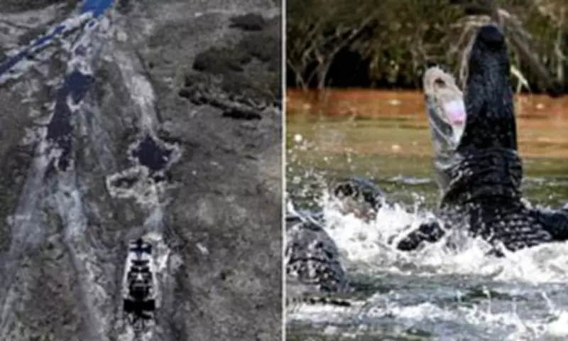 Everglades Faces Quarter-Century Drought Threatening Ecosystem and Aggressive Alligators