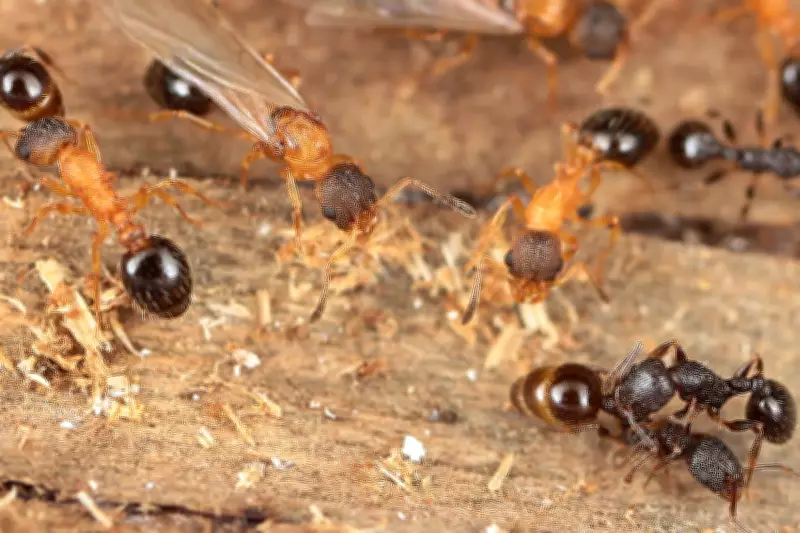 Exclusive Queen Ant Species Discovered in Japan, Lacking Workers and Males