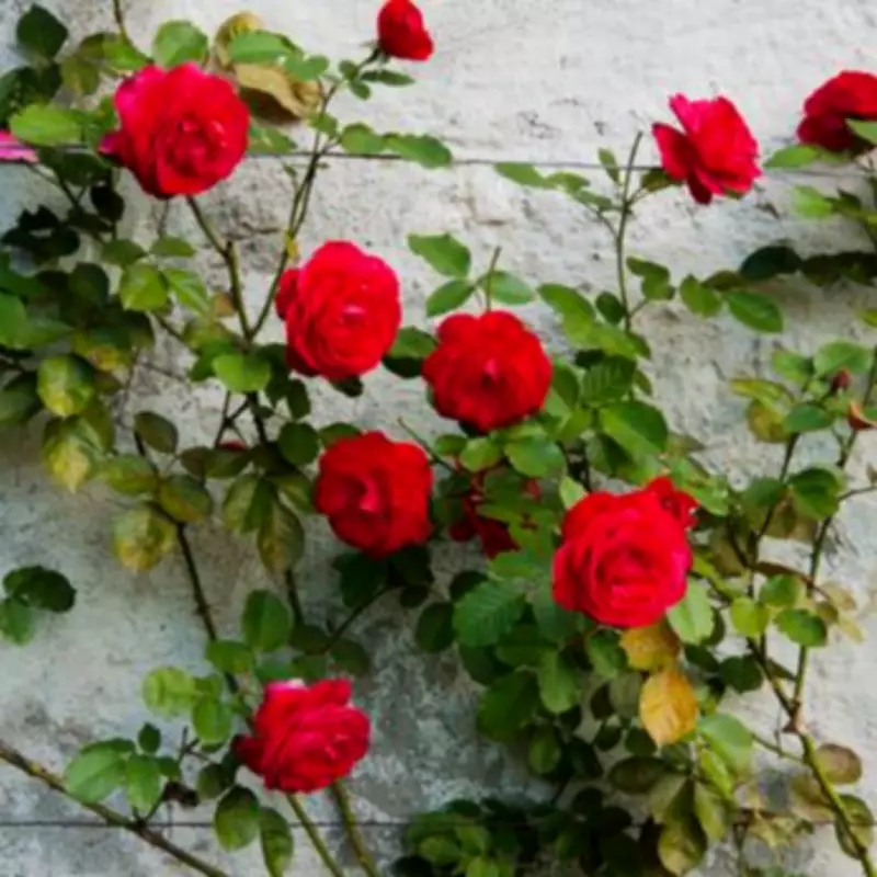 Expert Gardener's Winter Pruning Tip for Bigger Climbing Rose Blooms