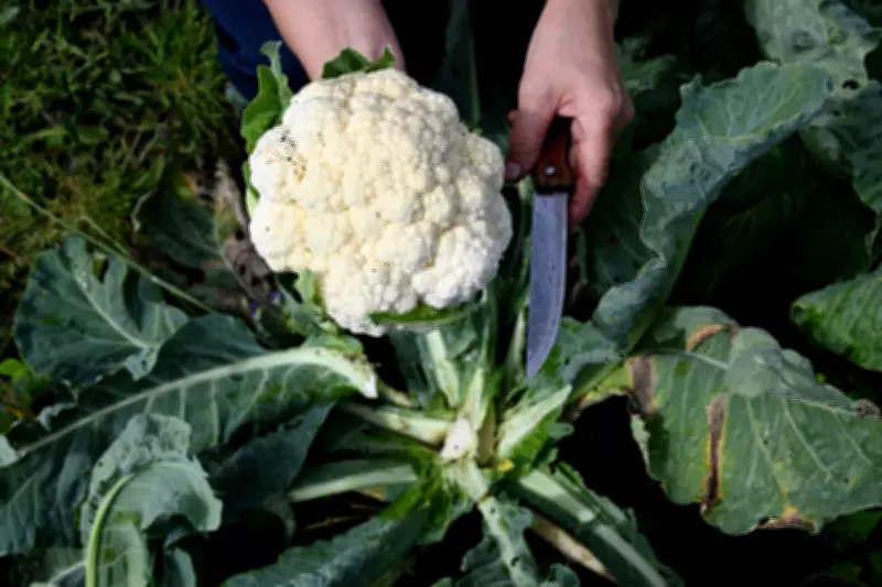 Expert Gardening Guide: Grow Fresh Vegetables All Year Round