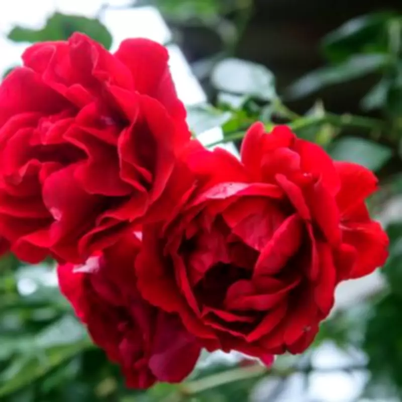 Expert Reveals 10-Second February Task for Bigger, Healthier Rose Blooms