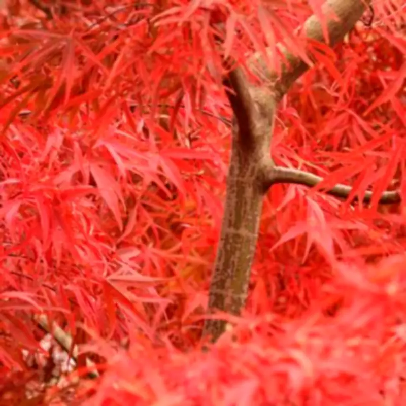Expert Reveals Crucial February Task for Perfect Japanese Maples