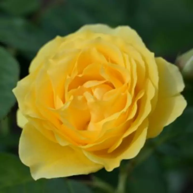 Expert Reveals One Vital Winter Task for Abundant Rose Blooms This Spring