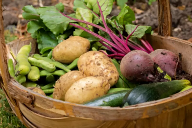 Expert Tips for Year-Round Vegetable Harvests in Your Garden