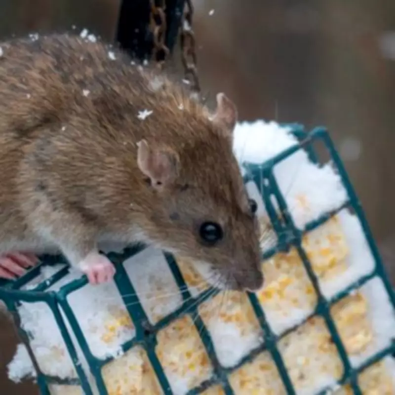 Experts Reveal Simple 'Last Resort' Method to Deter Rats from Gardens