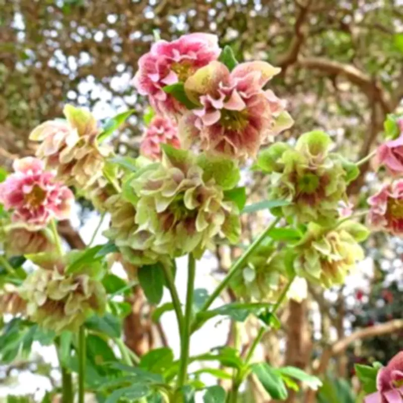 Expert's Top 5 February Plants for a Vibrant Spring Garden Display