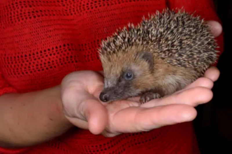 Experts Warn: Avoid Picking Up Hedgehogs Unless They Are Injured