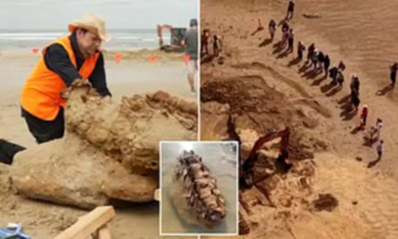 Family's Beach Walk Uncovers 20-Million-Year-Old Whale Fossil in Victoria