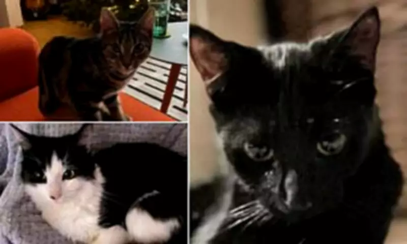 Father Spared Jail for Throwing Daughter's Kittens into River Thames