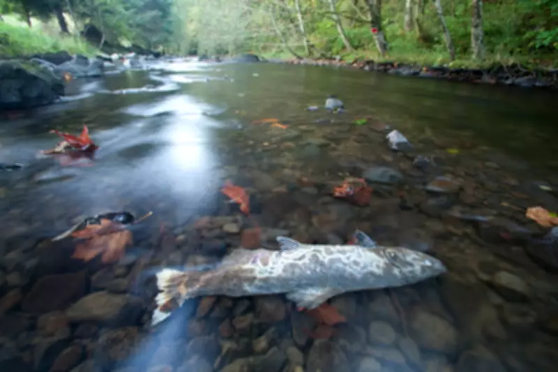 Federal Judge Upholds Salmon Protections, Rejects Trump Administration's Challenge