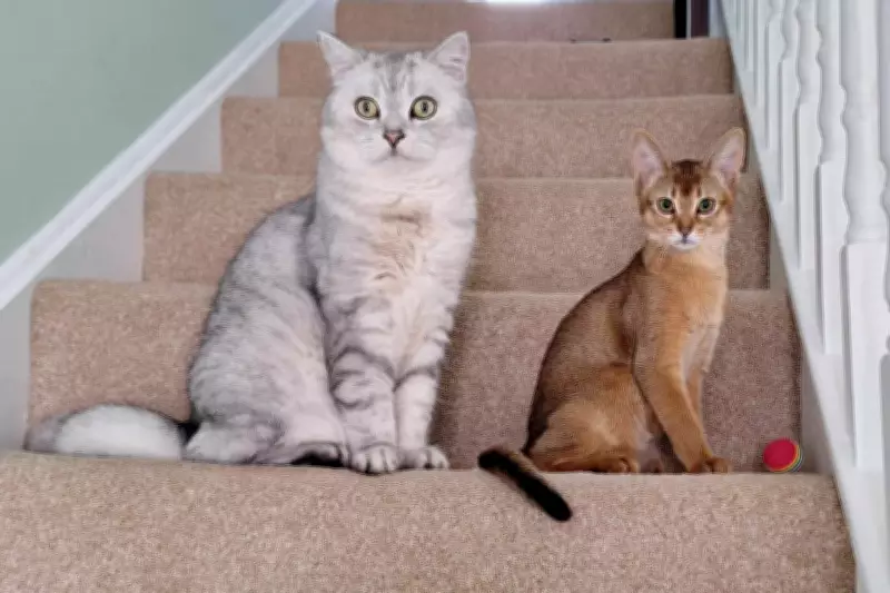 Feline Genetics Unlock New Breast Cancer Insights for Human Treatment