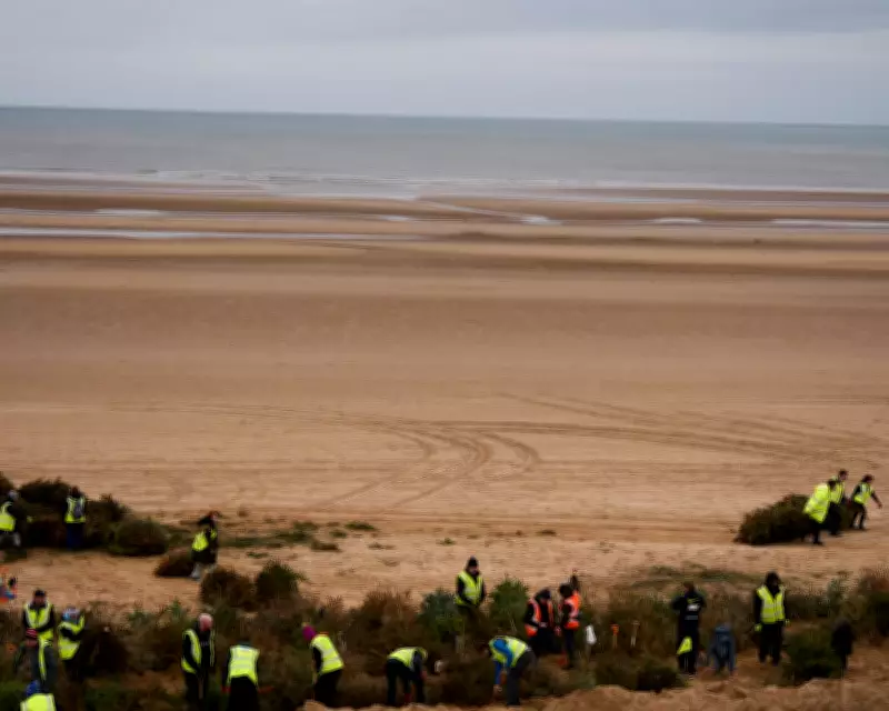 Festive Firs Fortify Fylde Coast: 2,000 Christmas Trees Reused for Sand Dunes