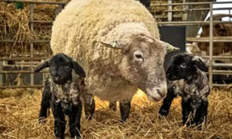 Fiona, Britain's Loneliest Sheep, Welcomes Twin Lambs After Dramatic Rescue