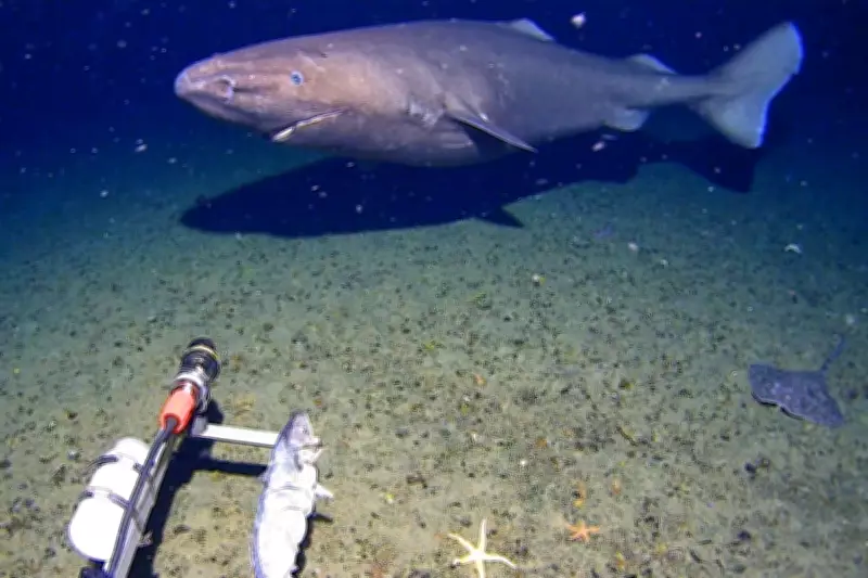 First Ever Shark Filmed in Antarctica's Frigid Depths, Surprising Marine Experts