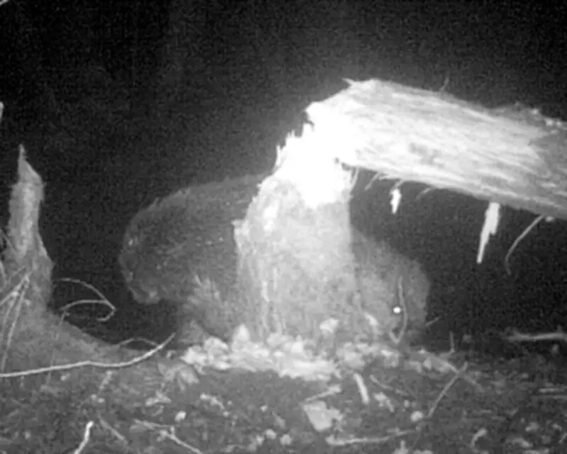 First Wild Beaver Pair in Norfolk for 500 Years Captured on Camera