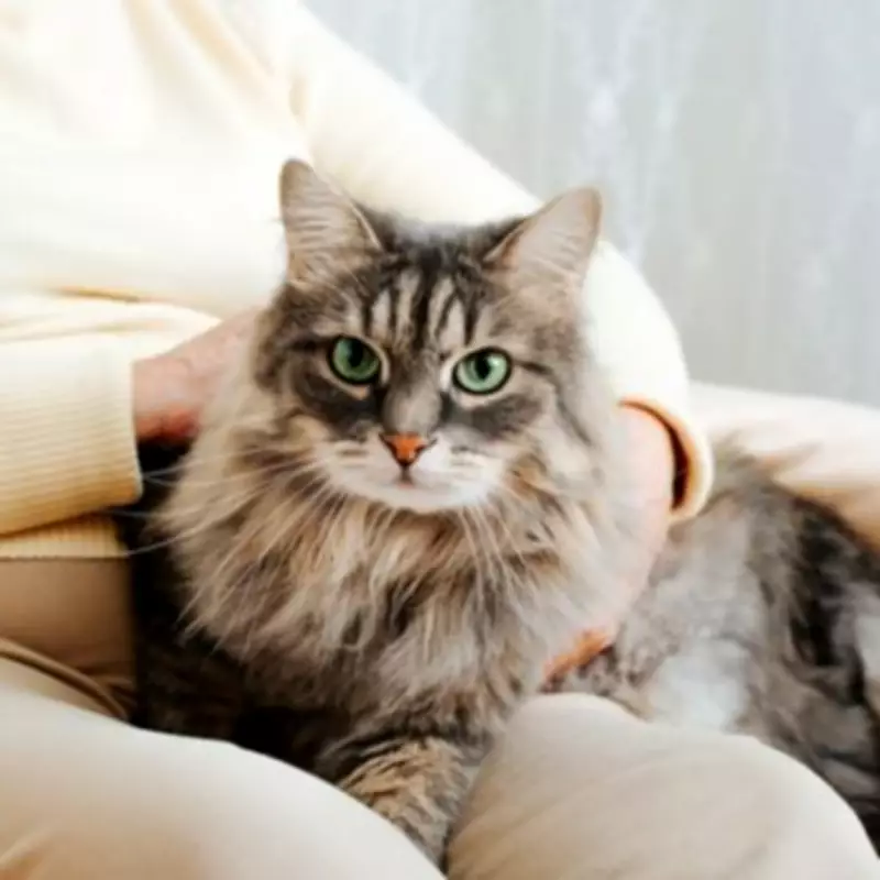 Five Signs Your Cat Is Secretly Protecting You, According to Experts