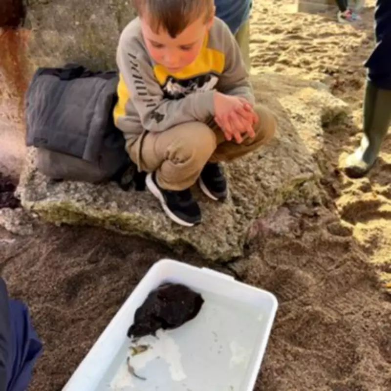 Five-Year-Old Discovers Rare 'Alien-Like' Sea Creature on UK Beach